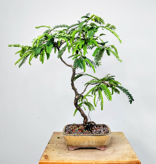 Tamarind Bonsai 8 inch pot