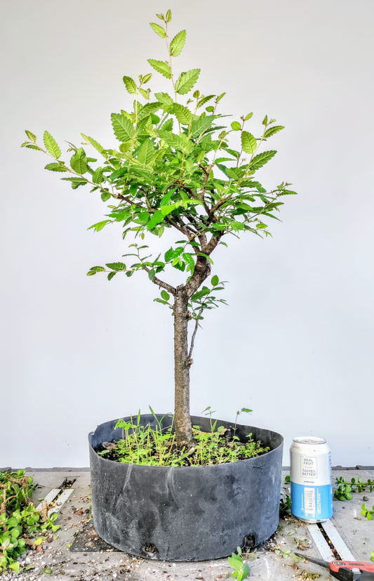 Cedar Elm Pre Bonsai - 12 Inch Plastic Pot
