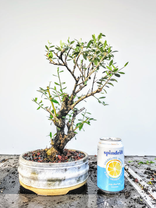 Dwarf European Olive Bonsai