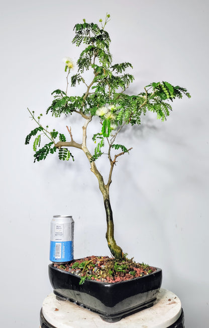Thornless Brazilian Rain Tree - 10 inch glazed pot