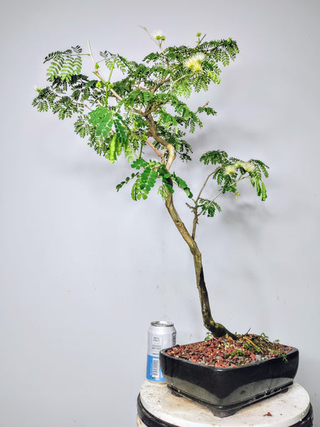 Thornless Brazilian Rain Tree - 10 inch glazed pot