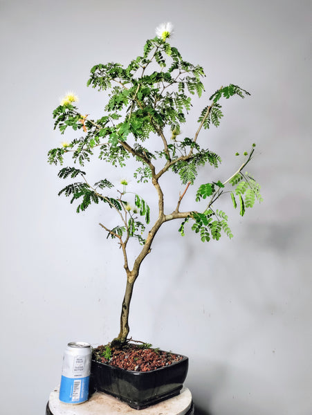 Thornless Brazilian Rain Tree - 10 inch glazed pot