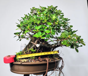 Green Island Ficus - Specimen Bonsai - 22 inch pot
