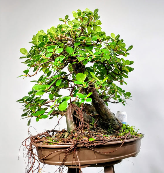 Green Island Ficus - Specimen Bonsai - 22 inch pot