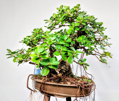 Green Island Ficus - Specimen Bonsai - 22 inch pot