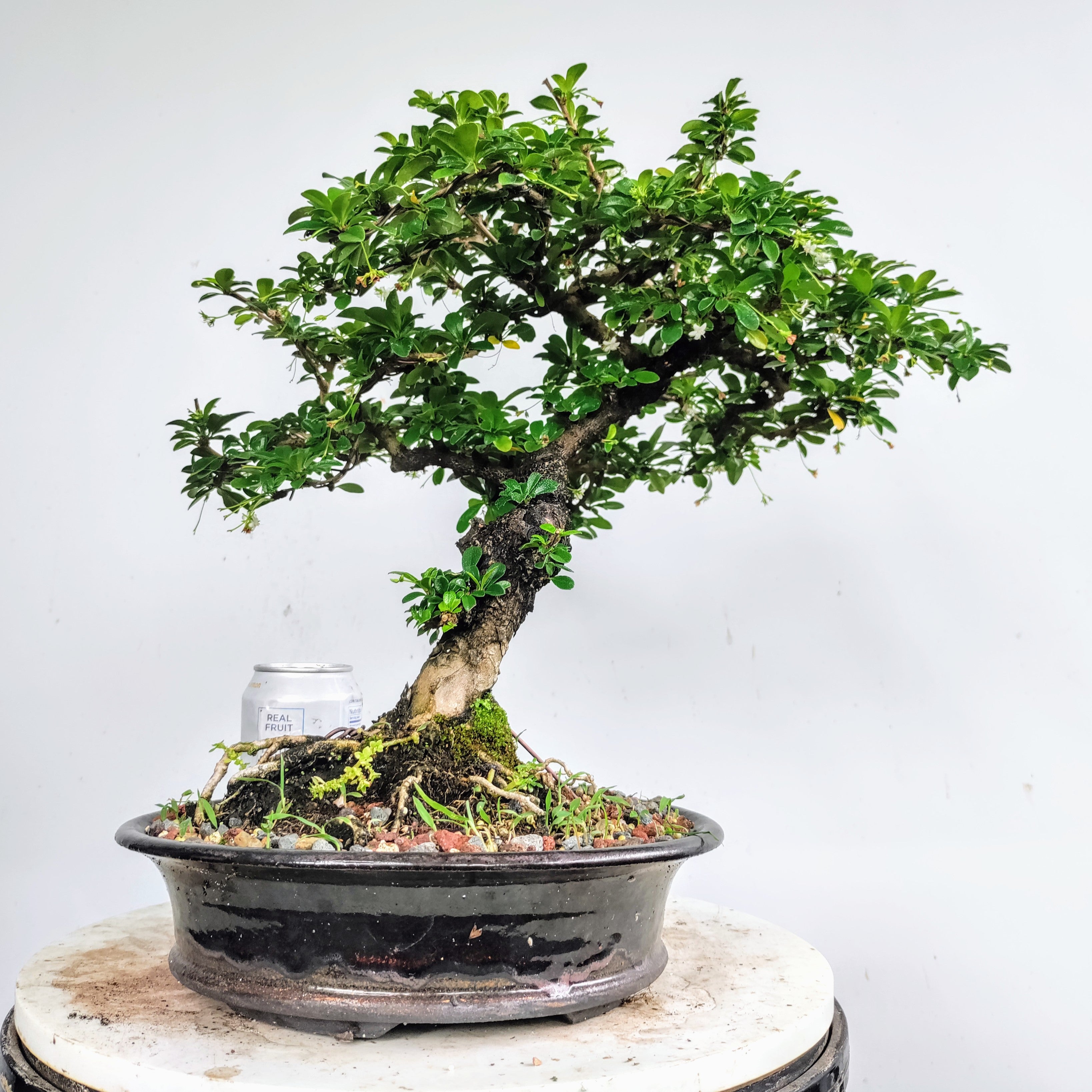 Fukien Tea Specimen Tree – BryanLovesBonsai