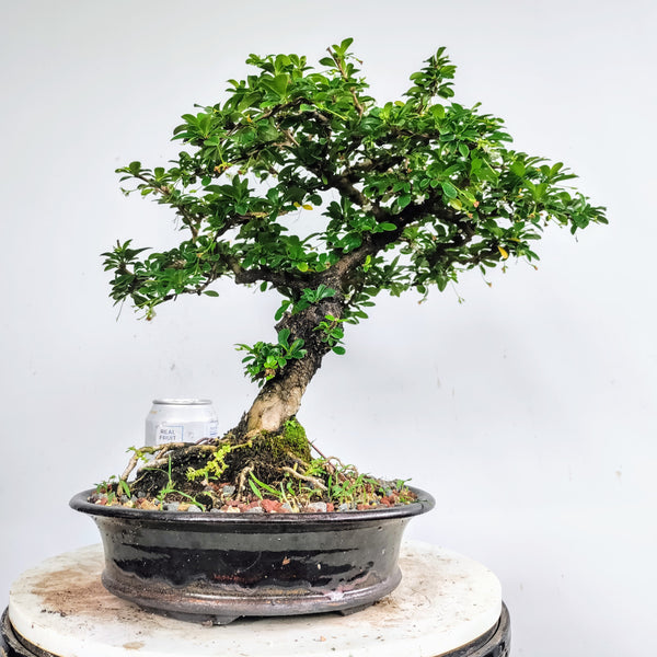 Fukien Tea Specimen Tree