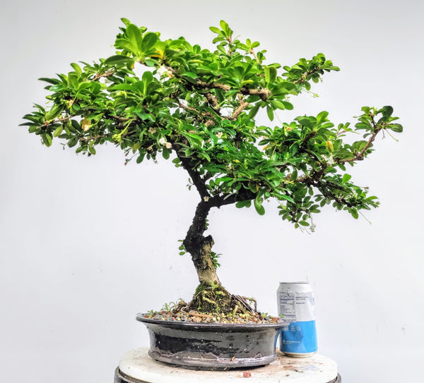 Fukien Tea Specimen Tree
