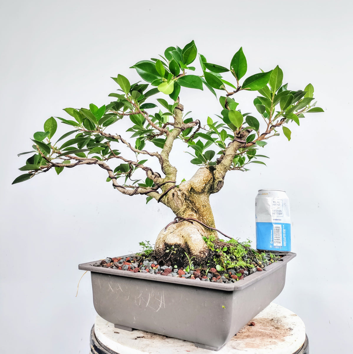 Tigerbark Ficus - 12 inch Plastic Pot – BryanLovesBonsai