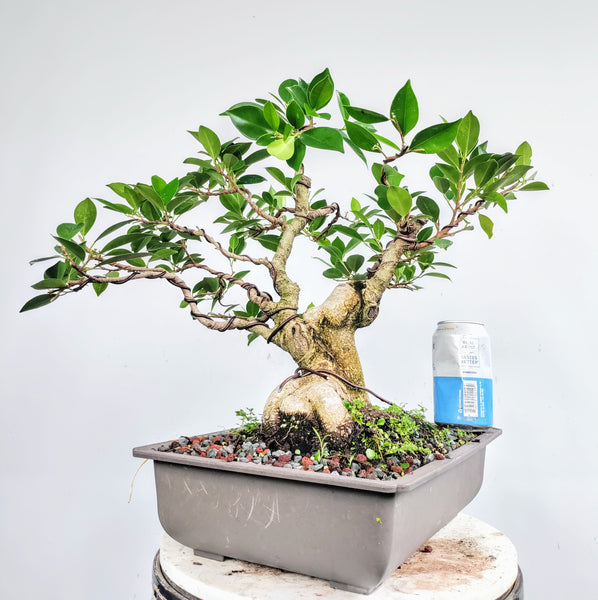 Tigerbark Ficus - 12 inch Plastic Pot