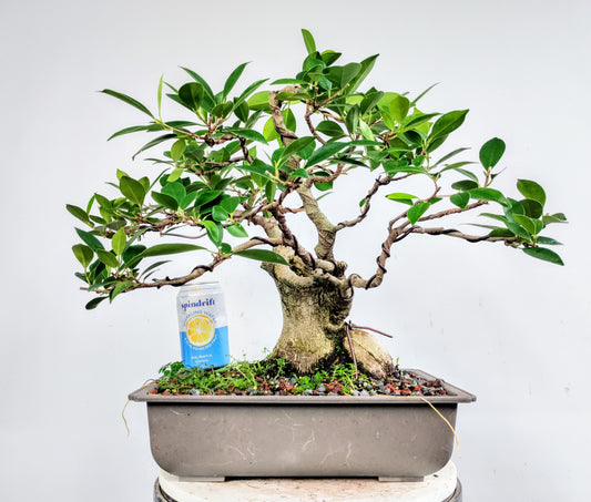 Tigerbark Ficus - 12 inch Plastic Pot