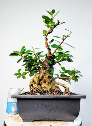 Green Island Ficus - 10 inch plastic pot