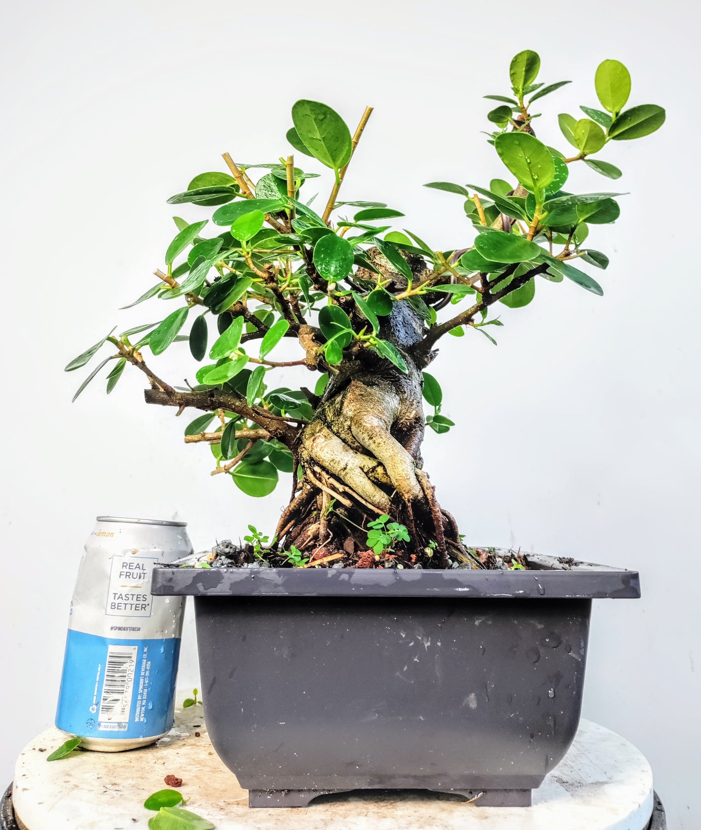 Green Island Ficus - 10 inch plastic pot