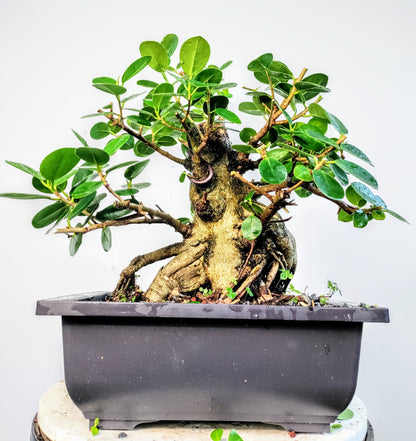 Green Island Ficus - 10 inch plastic pot