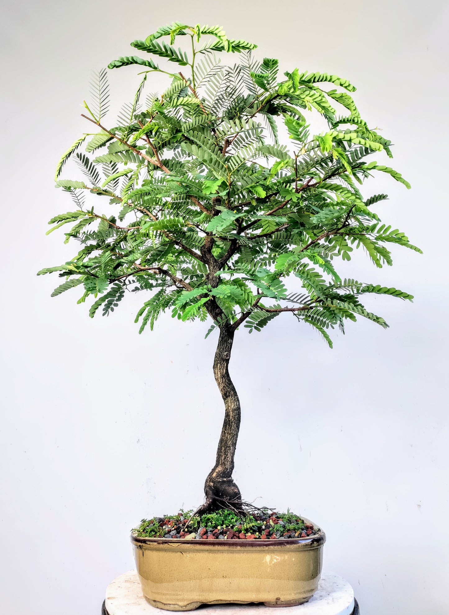 Specimen Tamarind Bonsai - 10 inch pot