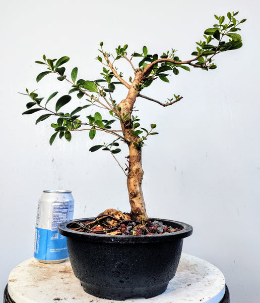 Simpson Stopper Bonsai - 8 inch Plastic Pot