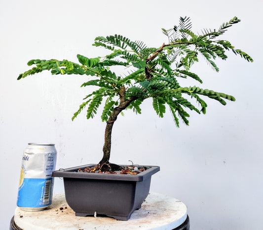 Tamarind Bonsai - 8 inch plastic pot