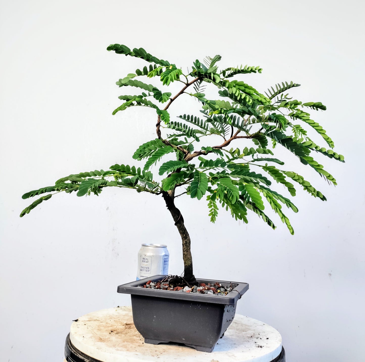 Tamarind Bonsai - 8 inch plastic pot