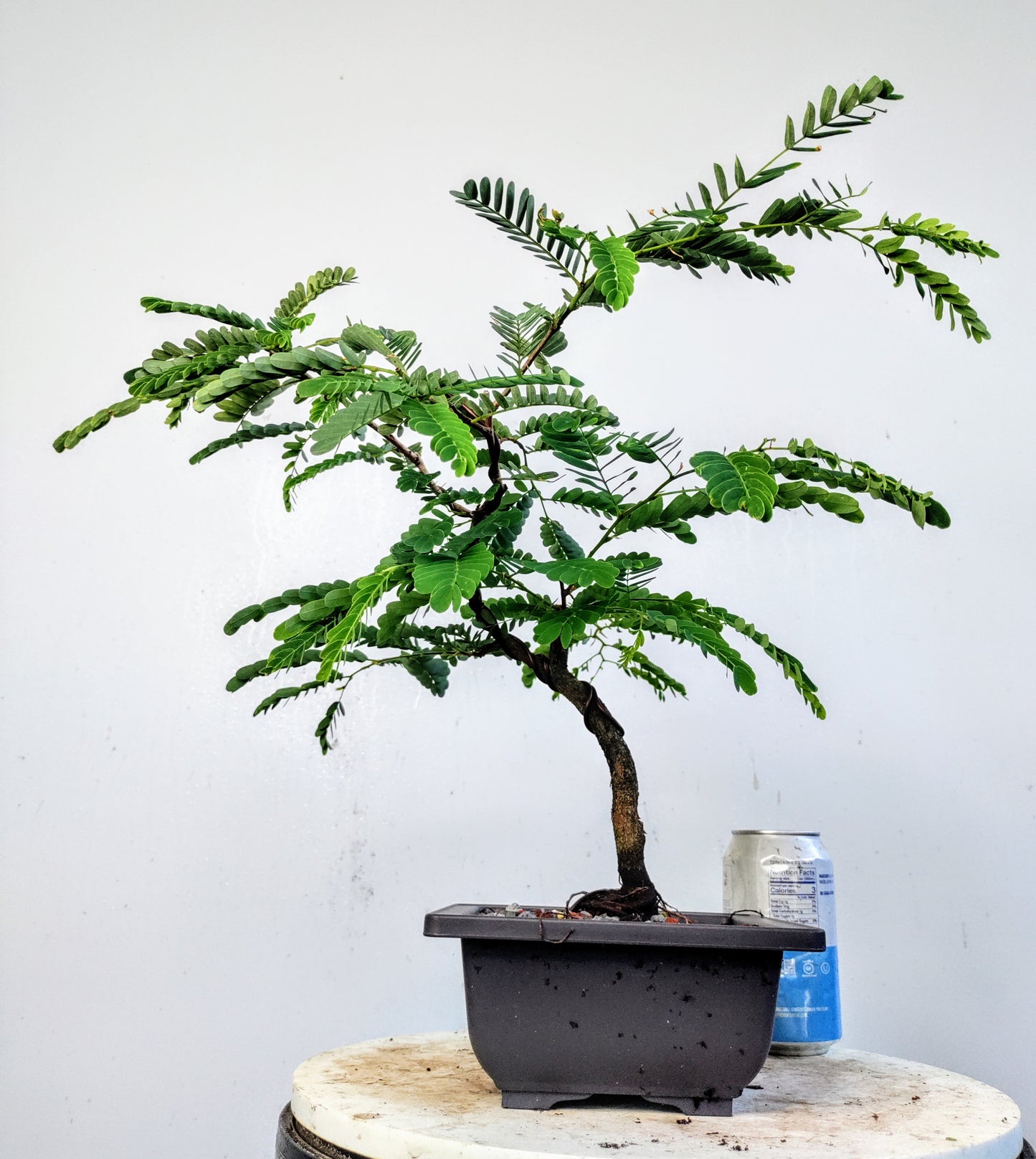 Tamarind Bonsai - 8 inch plastic pot