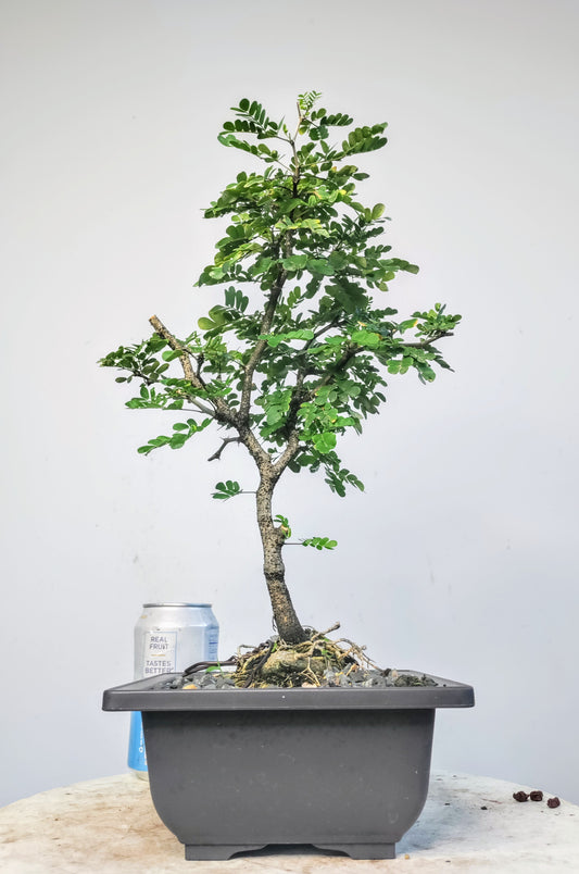 Texas Ebony - 6 inch pot
