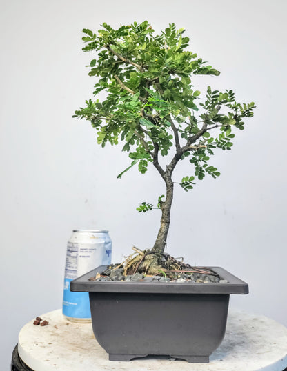 Texas Ebony - 6 inch pot