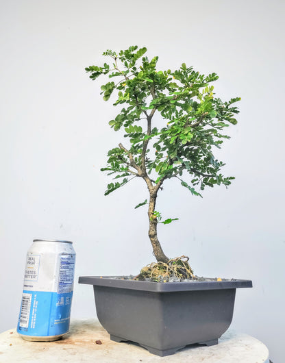 Texas Ebony - 6 inch pot