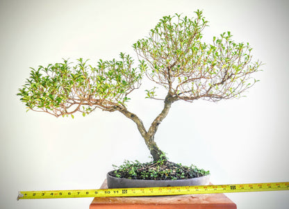Eugenia Specimen Bonsai
