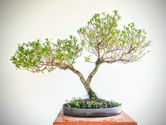 Eugenia Specimen Bonsai