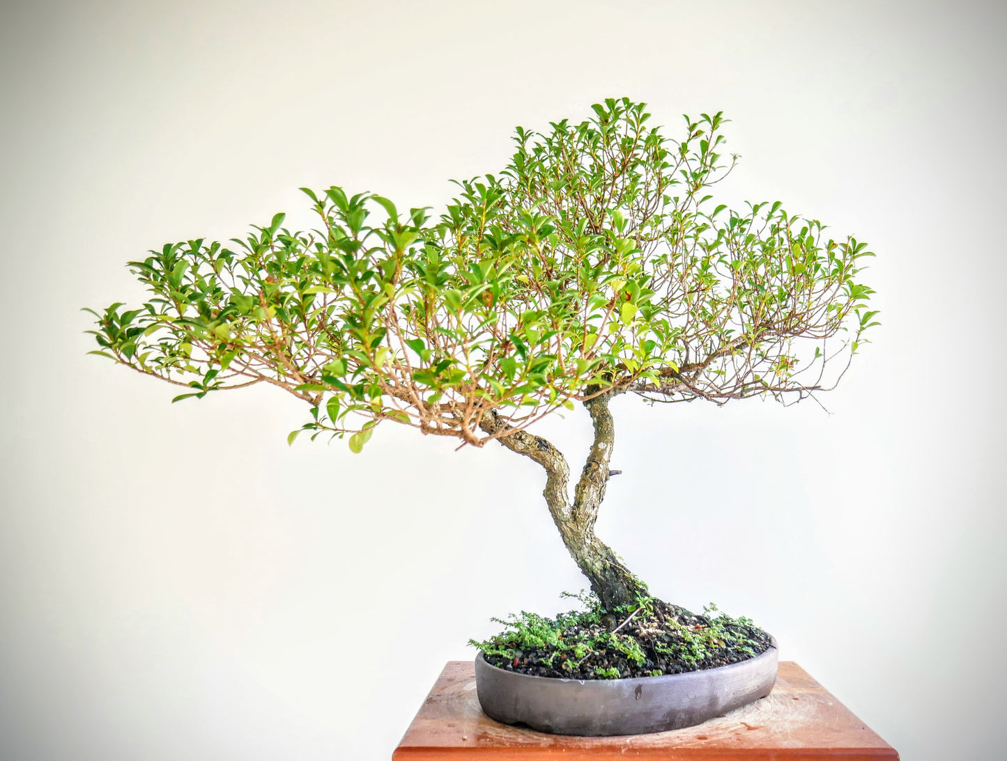Eugenia Specimen Bonsai