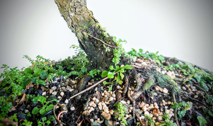 Eugenia Specimen Bonsai
