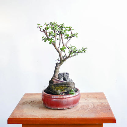 Potted Jade Bonsai Over Rock