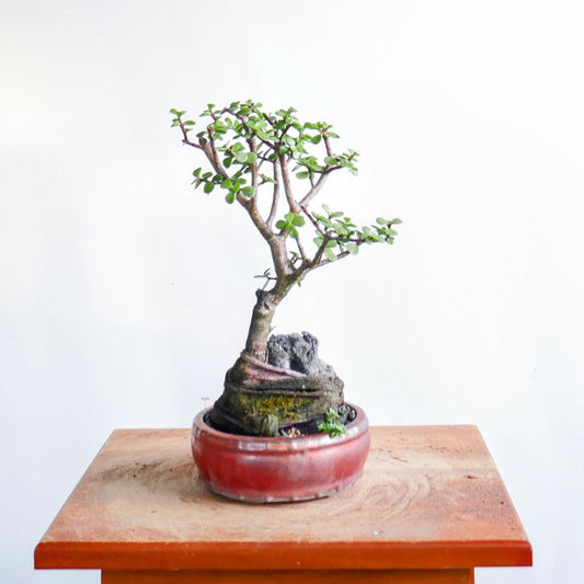 Potted Jade Bonsai Over Rock