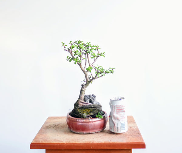 Potted Jade Bonsai Over Rock