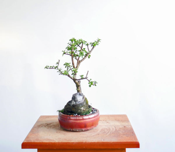 Potted Jade Bonsai Over Rock