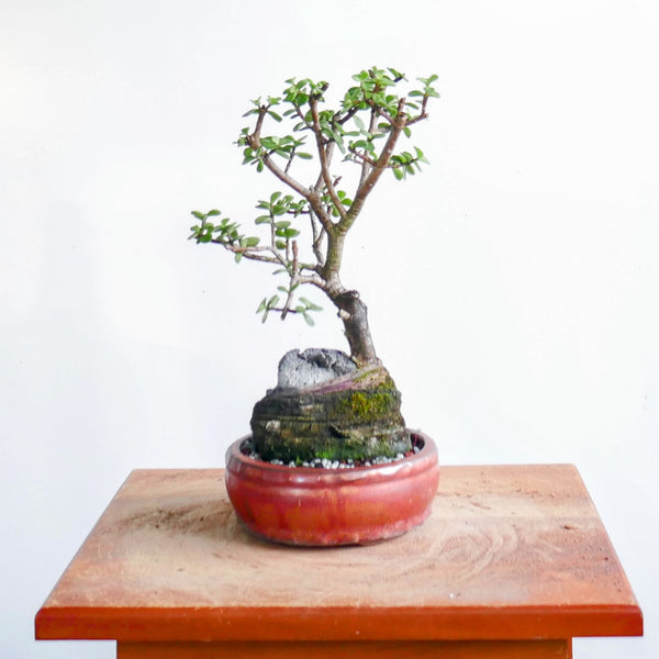 Potted Jade Bonsai Over Rock