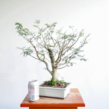 Potted False Tamarind Pre-Bonsai (Sabicu)