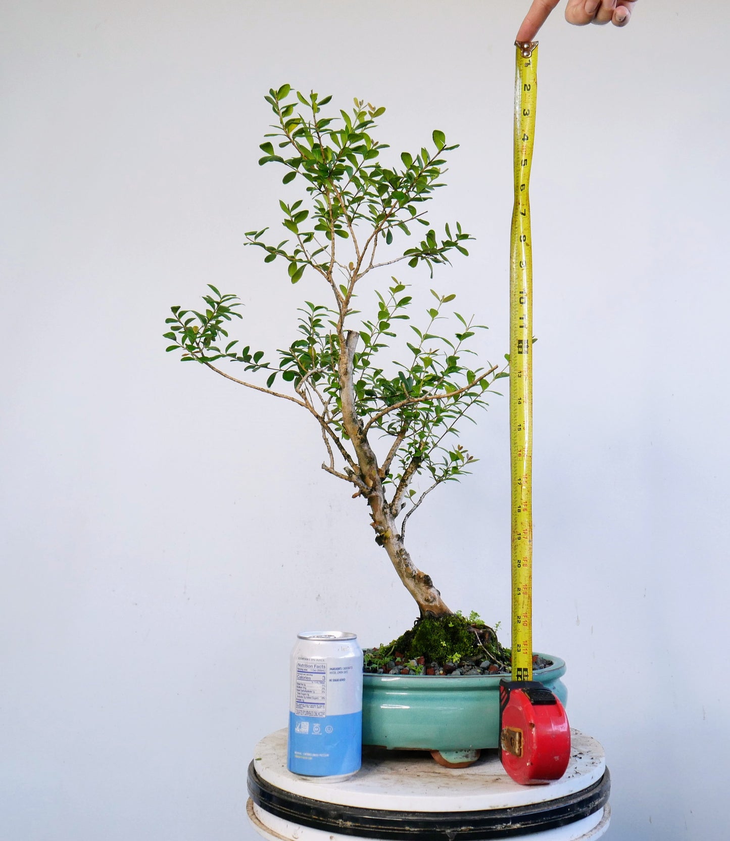 Simpson Stopper Bonsai - 10 inch