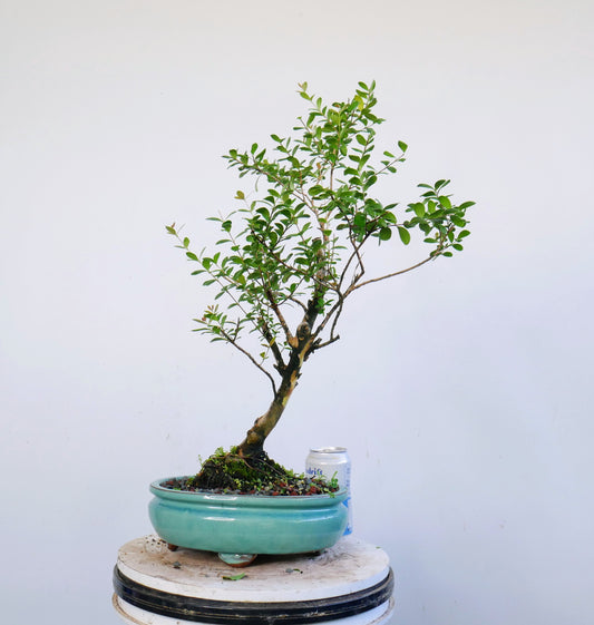 Simpson Stopper Bonsai - 10 inch