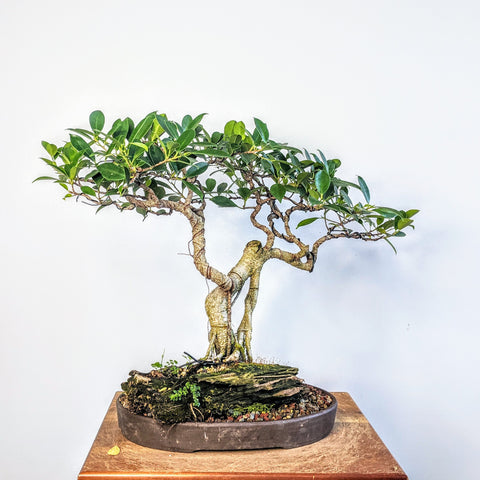 Tigerbark Island Ficus Over Driftwood - Specimen Bonsai