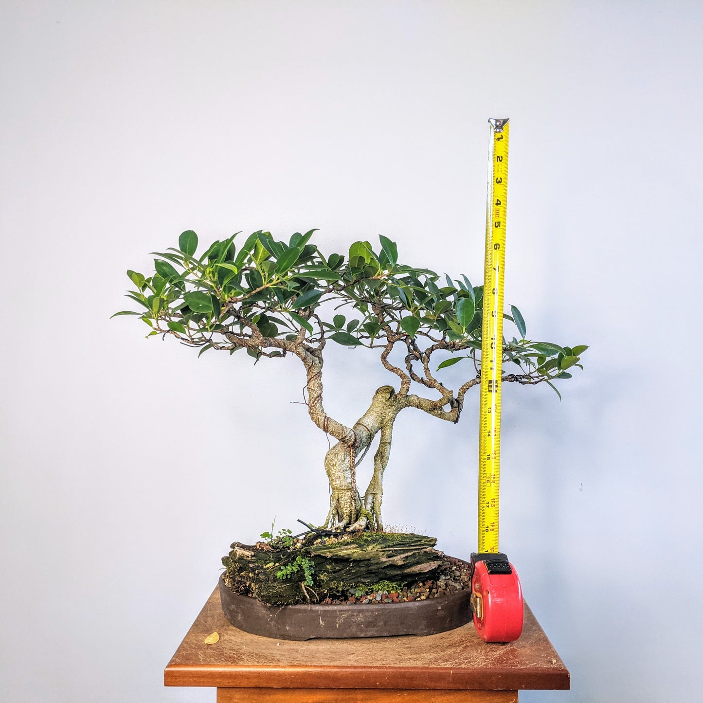 Tigerbark Island Ficus Over Driftwood - Specimen Bonsai