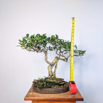 Tigerbark Island Ficus Over Driftwood - Specimen Bonsai