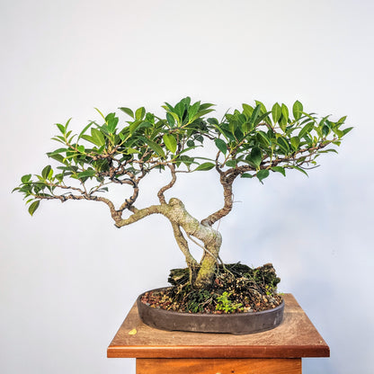 Tigerbark Island Ficus Over Driftwood - Specimen Bonsai