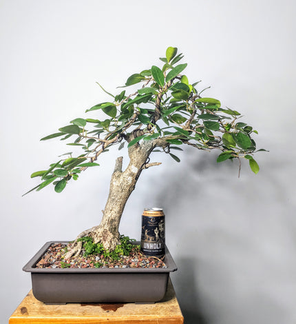 Ficus Natalensis