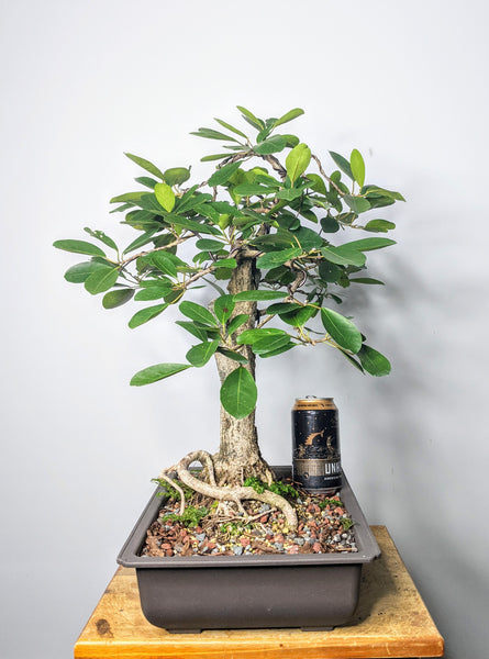 Ficus Natalensis - 12 inch