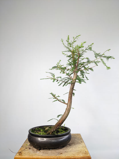 Bald Cyress Bonsai - 10 inch pot