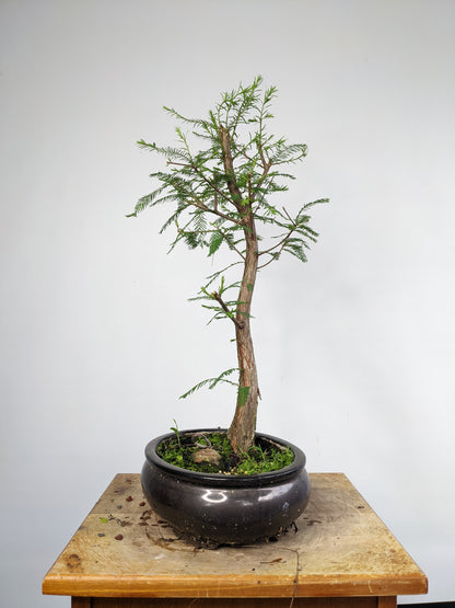 Bald Cyress Bonsai - 10 inch pot