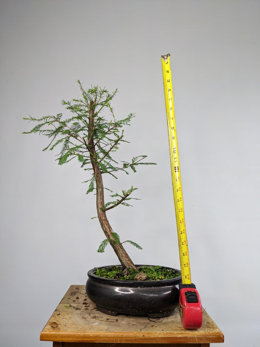 Bald Cyress Bonsai - 10 inch pot